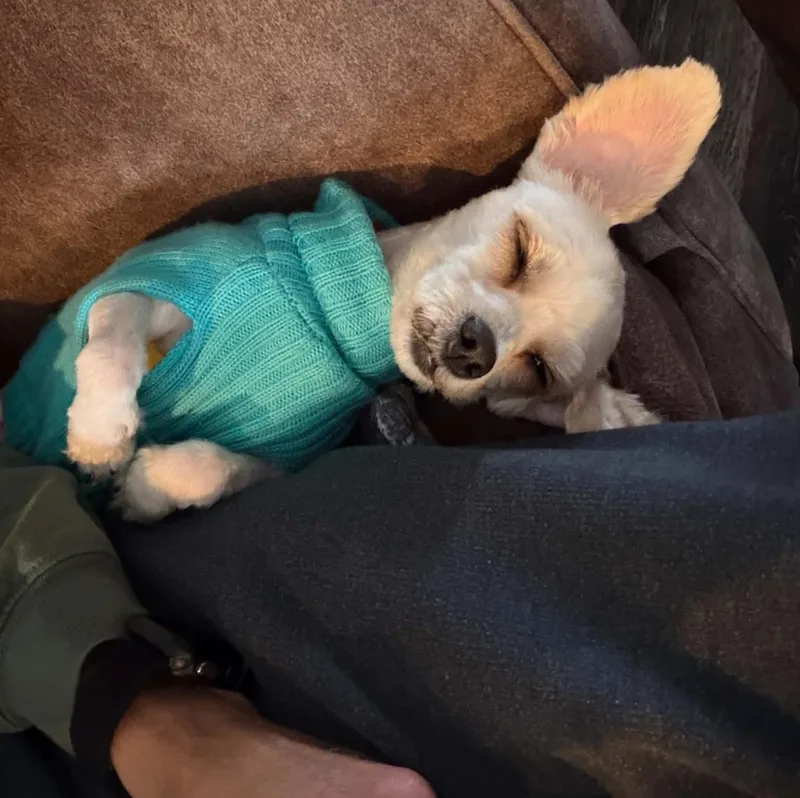 An adult small-sized female Maltese dog named Cupcake for adoption in Cedar Rapids, IA
