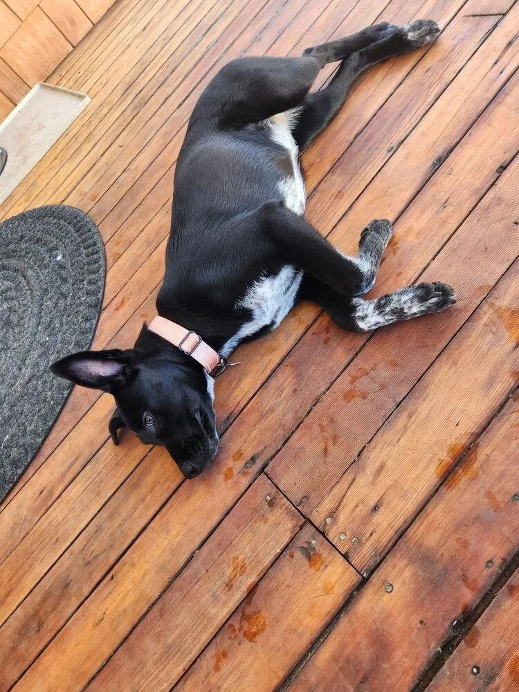A baby medium-sized female Mixed Breed dog named Spoiler for adoption in Spokane, WA