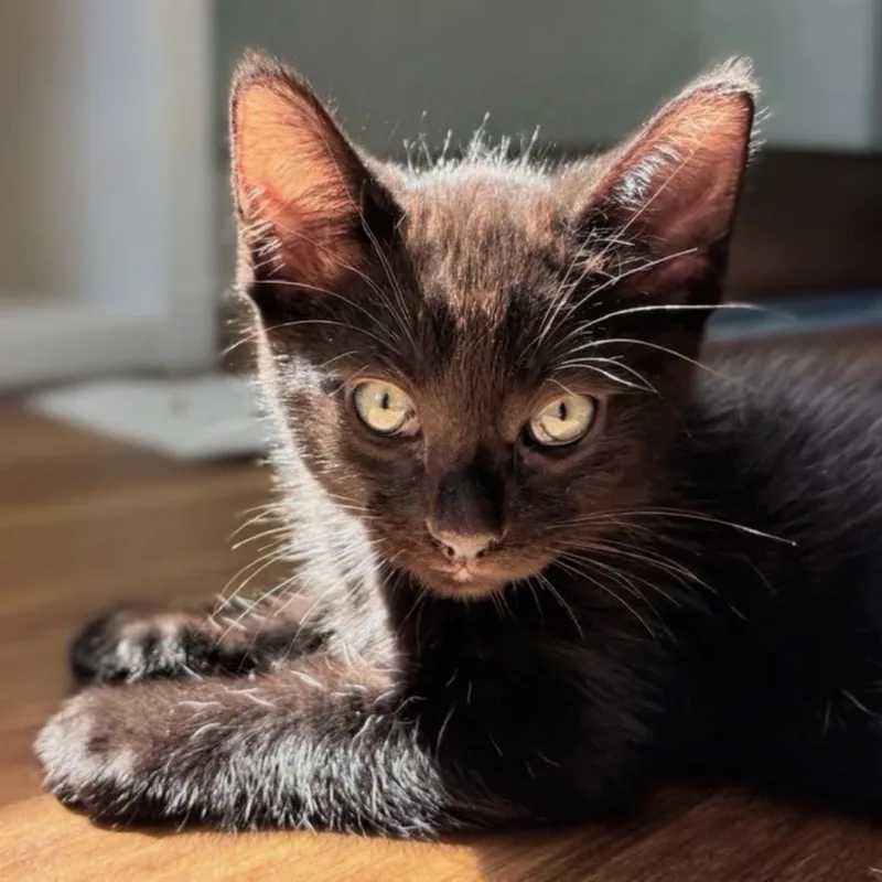 A baby small-sized male Black Domestic Short Hair cat named Don Furrancisco for adoption in Westminster, CA