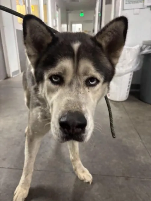 An adult large-sized male Siberian Husky dog named Denver for adoption in Los Angeles, CA