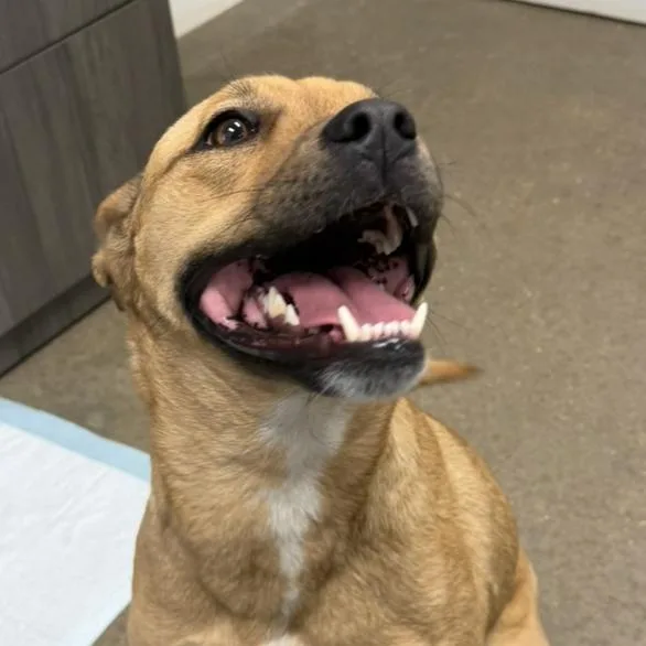 An adult medium-sized female Brown / Chocolate Mixed Breed dog named Tina for adoption in Midland, TX