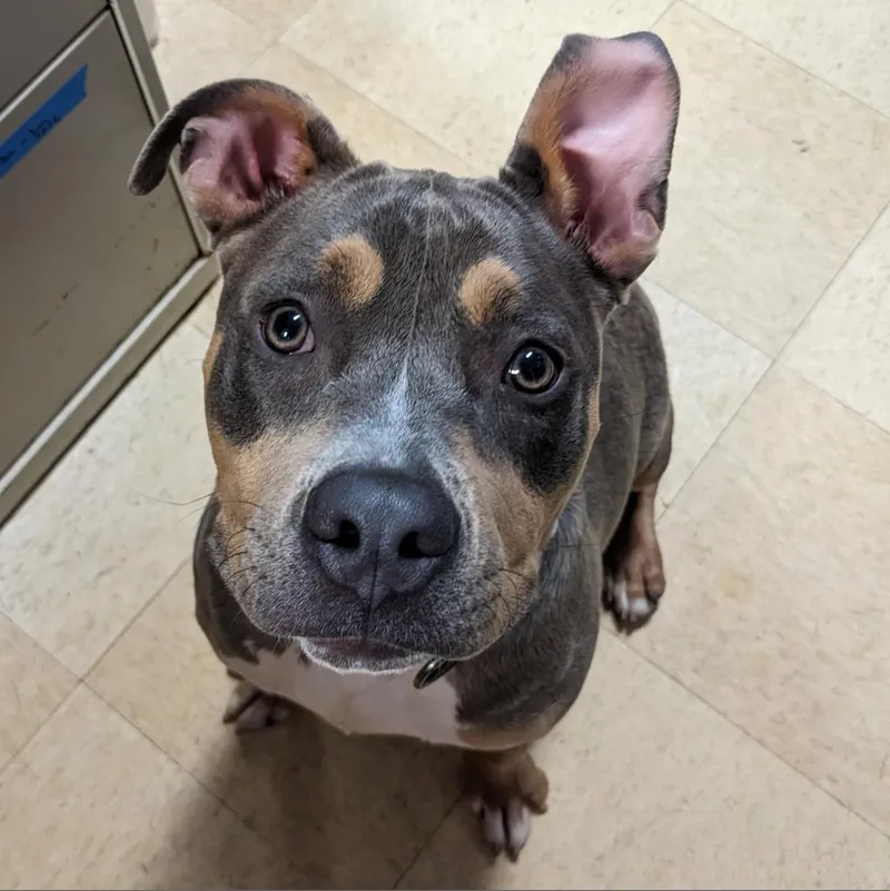 An adult medium-sized female Pit Bull Terrier dog named Mother Theresa K for adoption in Union, MO