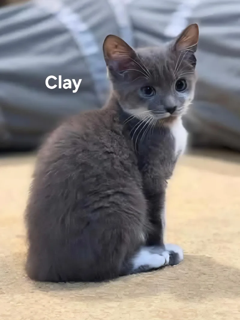 A baby medium-sized female Gray & White Domestic Short Hair cat named Clay for adoption in Chicopee, MA