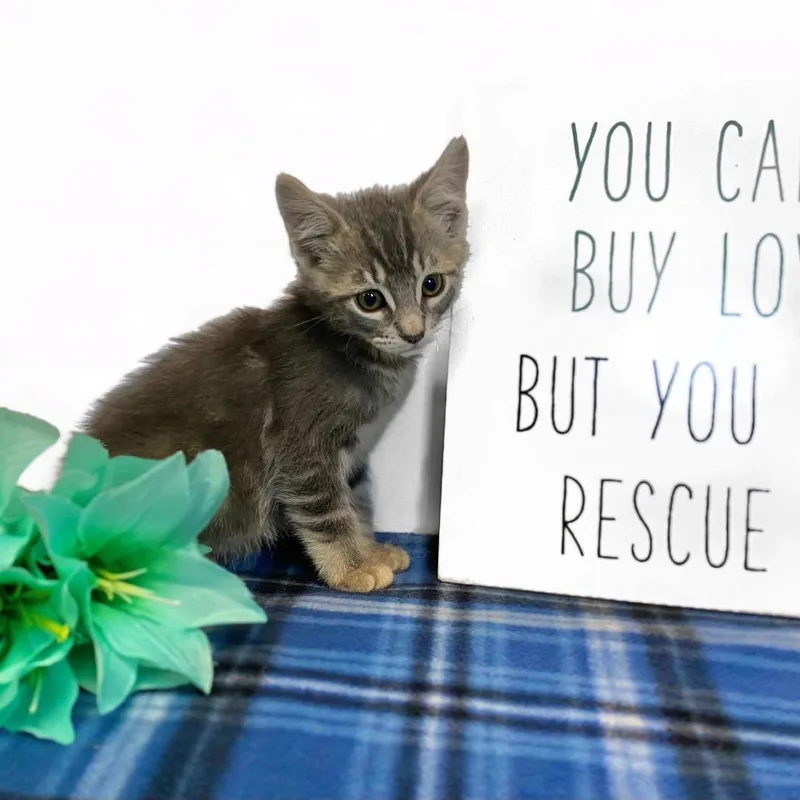 A baby medium-sized male Tabby (Gray / Blue / Silver) Domestic Short Hair cat named Sugar Baby for adoption in Graham, WA