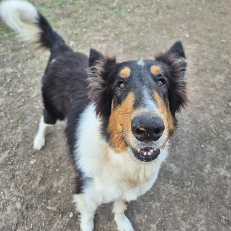 An adult medium-sized male Tricolor (Brown, Black, & White) Rough Collie dog named Stash for adoption in metairie, LA