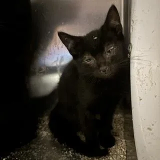 A baby small-sized male Domestic Short Hair cat named A for adoption in Modesto, CA