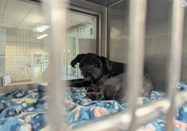 A young small-sized male Shih Tzu dog named Grinch for adoption in Grand Prairie, TX
