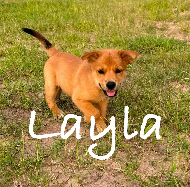 A baby medium-sized female Golden Retriever dog named Layla for adoption in PLAINFIELD, CT