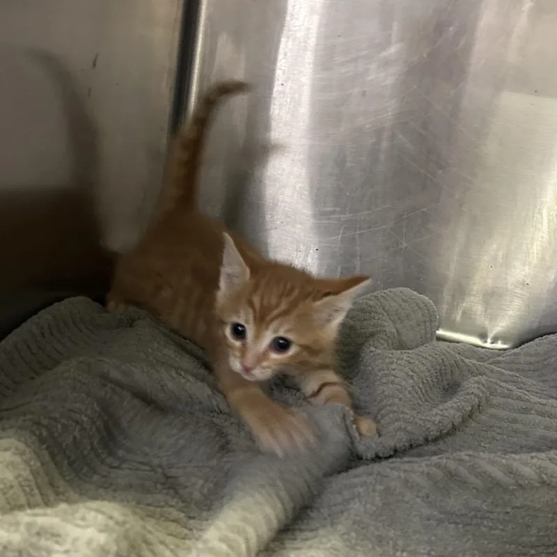 Cheddar