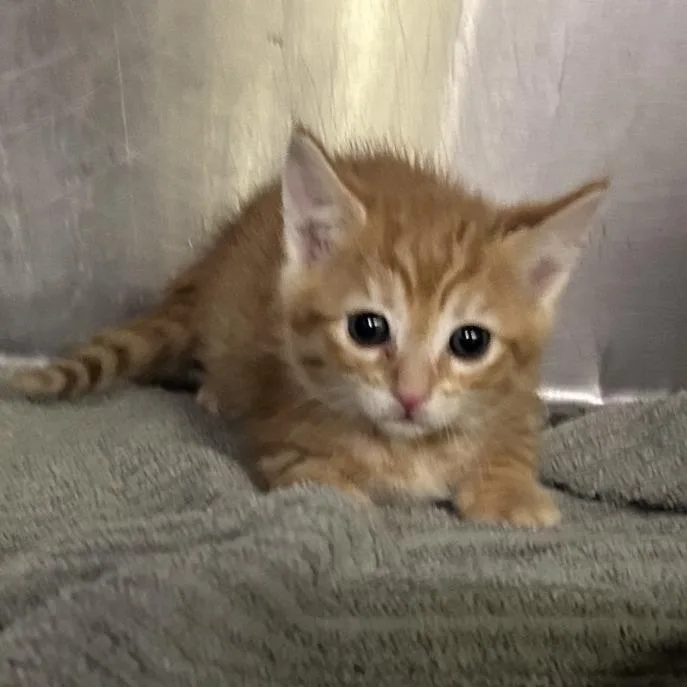 Cheddar thumbnail 2