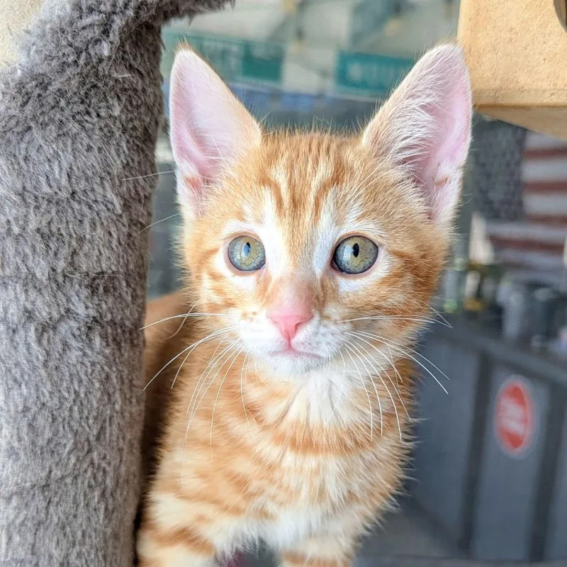 Cheddar thumbnail 4