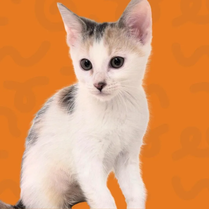A baby small-sized female Calico Domestic Short Hair cat named Rosita for adoption in Reno, NV