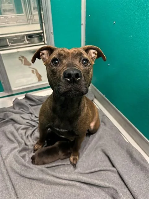 A young medium-sized female Staffordshire Bull Terrier dog named Kyra for adoption in Oklahoma City, OK