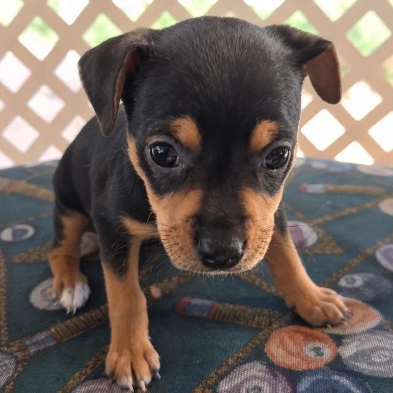A baby medium-sized female Black Chihuahua dog named Freedom for adoption in Tampa, FL