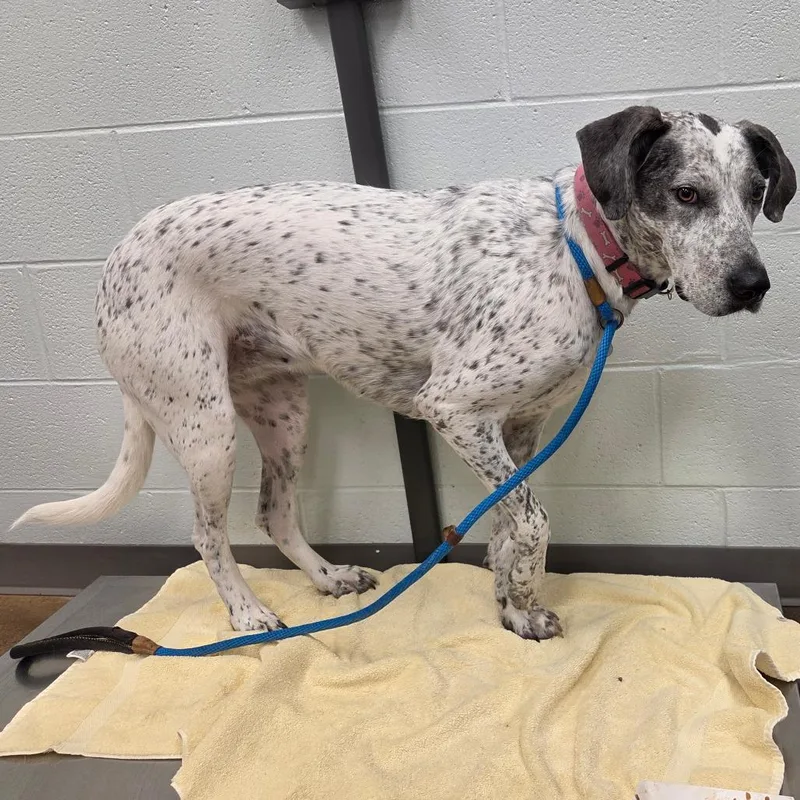 An adult large-sized female Retriever dog named Izzy for adoption in Chattanooga, TN
