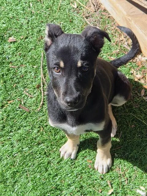 A baby small-sized female Rottweiler dog named Rosie for adoption in Fremont, CA