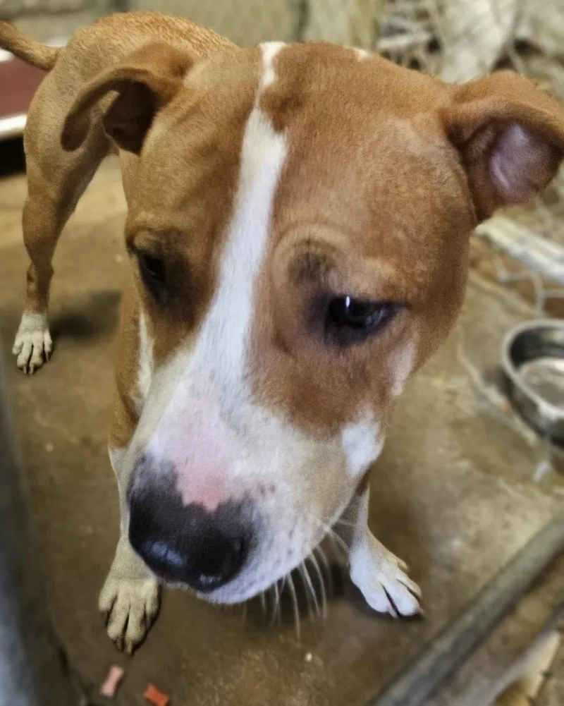 A young medium-sized male Yellow / Tan / Blond / Fawn Pit Bull Terrier dog named William Hold for adoption in Canton, OH
