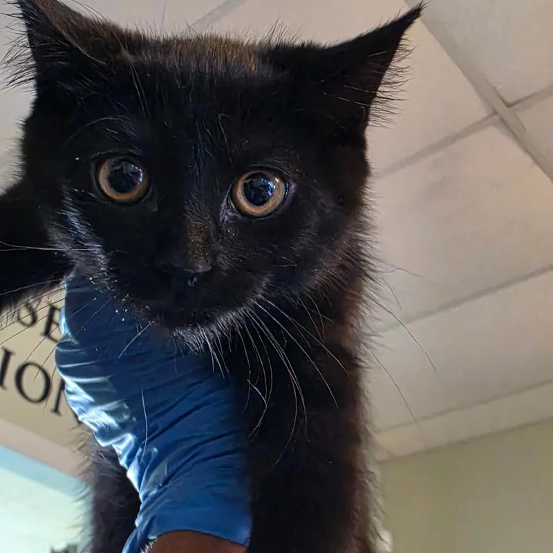 A baby small-sized female Black Domestic Medium Hair cat named Route for adoption in Troy, IL