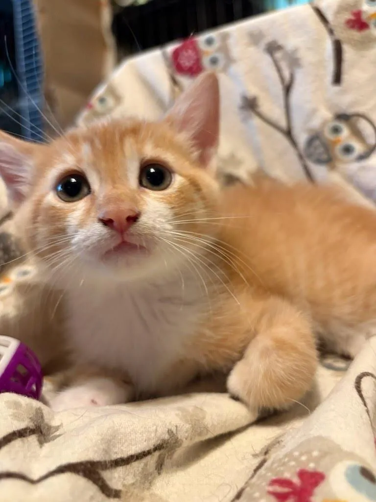A baby medium-sized male Domestic Short Hair cat named Jimmy "kimmel for adoption in Parkville, MD