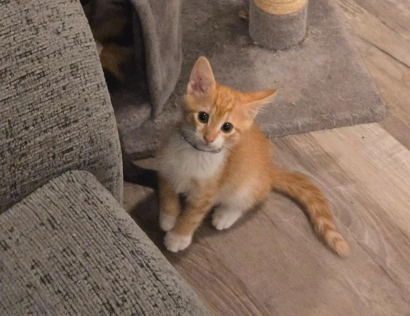 Jimmy "kimmel thumbnail 3