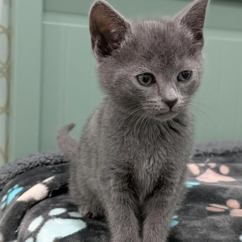 A baby small-sized female Gray / Blue / Silver Domestic Short Hair cat named Tweed for adoption in North Branford, CT