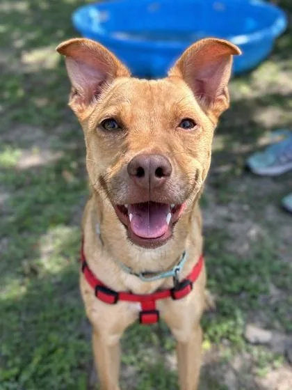 An adult medium-sized female Terrier dog named Fencing for adoption in San Antonio, TX
