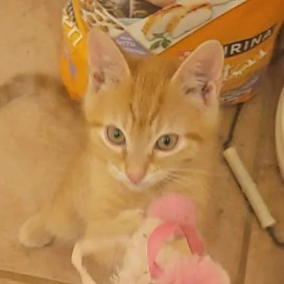 A baby small-sized male Orange / Red Domestic Short Hair cat named LinkC for adoption in East Saint Louis, IL