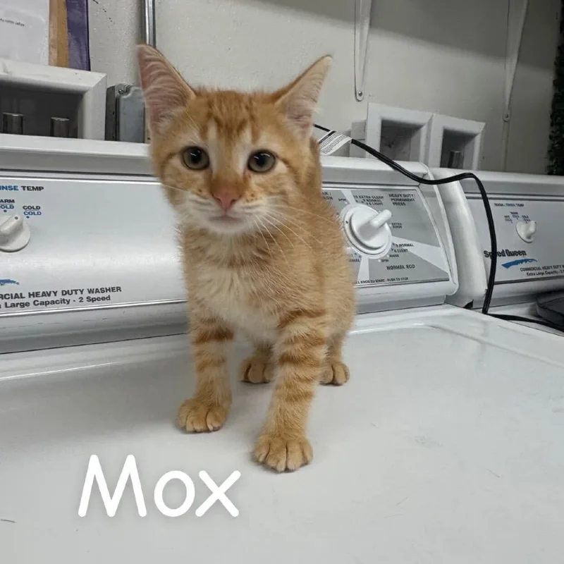 A baby small-sized male Orange / Red Domestic Short Hair cat named Mox for adoption in Buffalo, MN