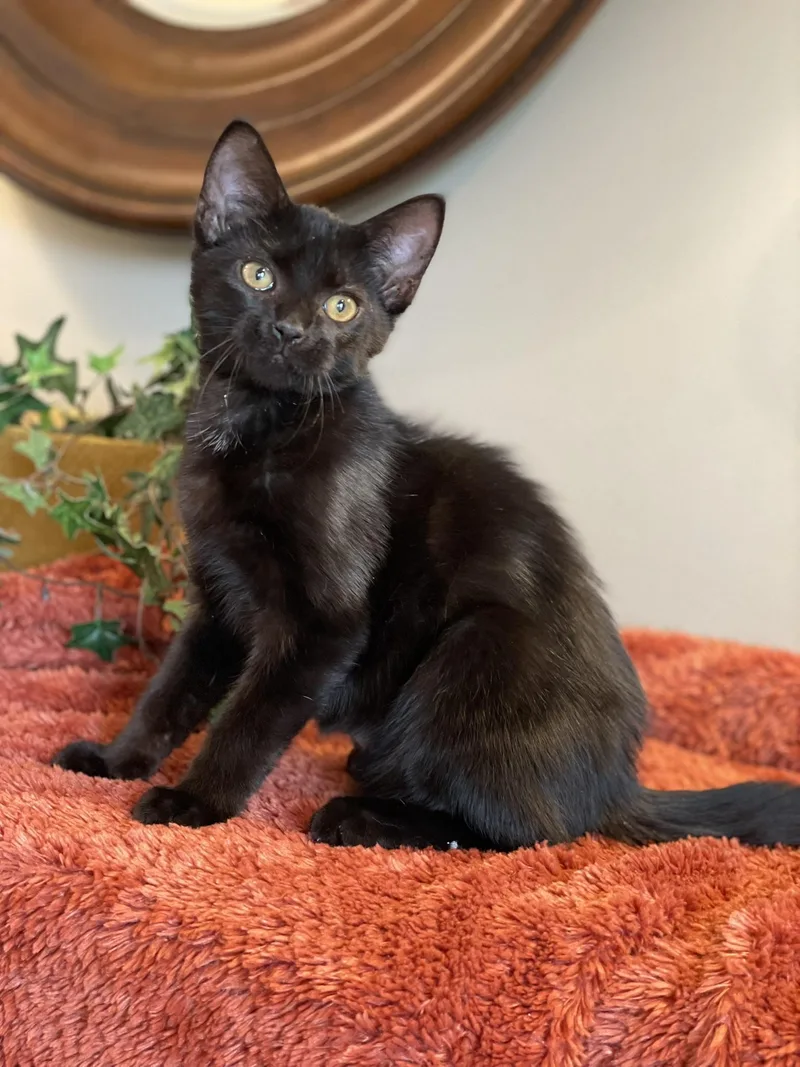 A baby medium-sized male Black Domestic Short Hair cat named Salem for adoption in Taylor, MI