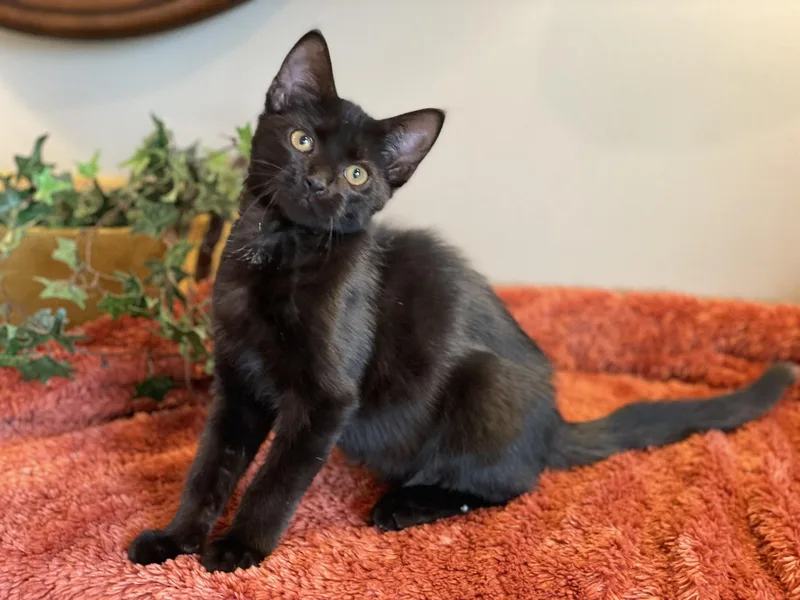 Salem thumbnail 2