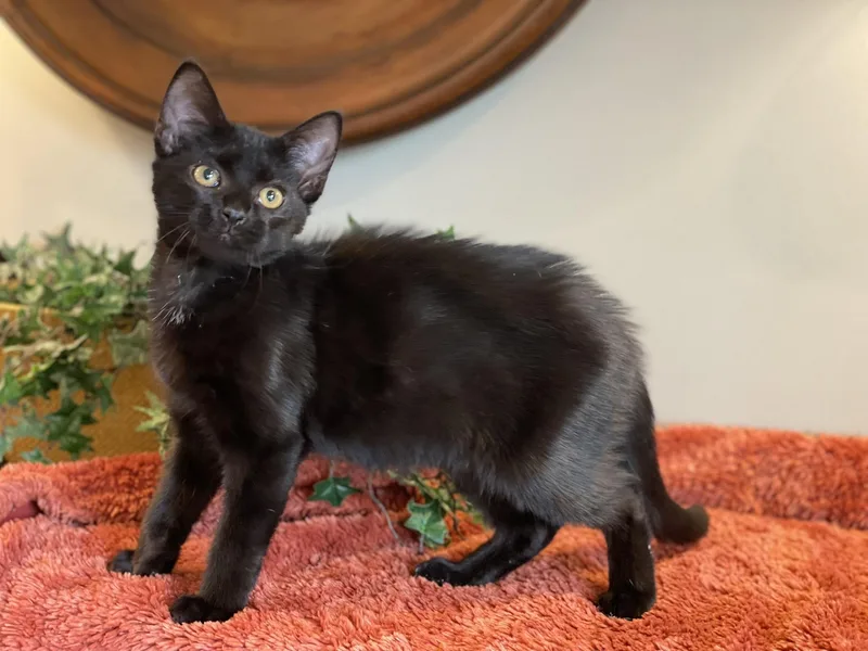 Salem thumbnail 4