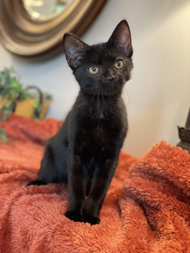 Salem thumbnail 5