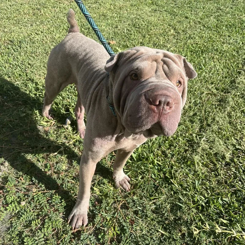 Rex