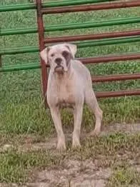 A baby large-sized female American Bulldog dog named Stella for adoption in Burlington, IA