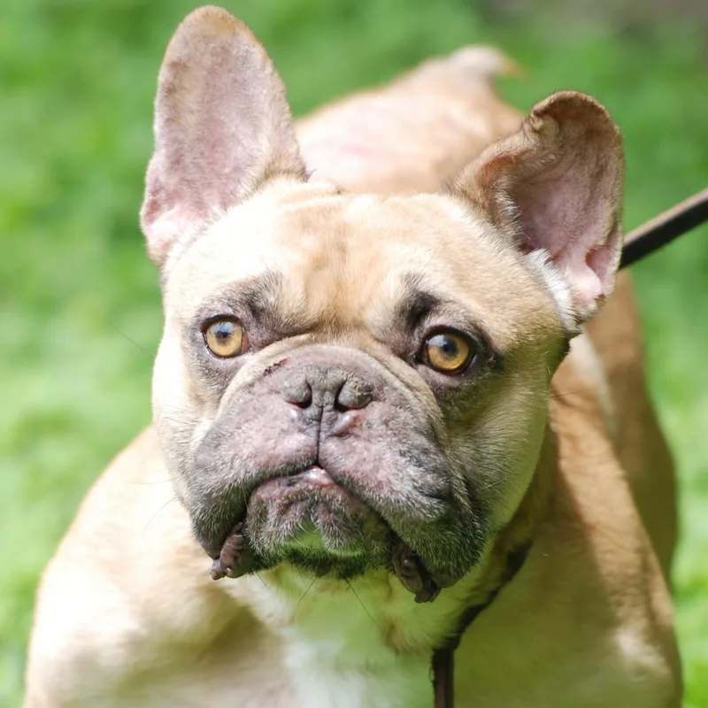 An adult medium-sized male Yellow / Tan / Blond / Fawn French Bulldog dog named Guapo for adoption in Madisonville, TX