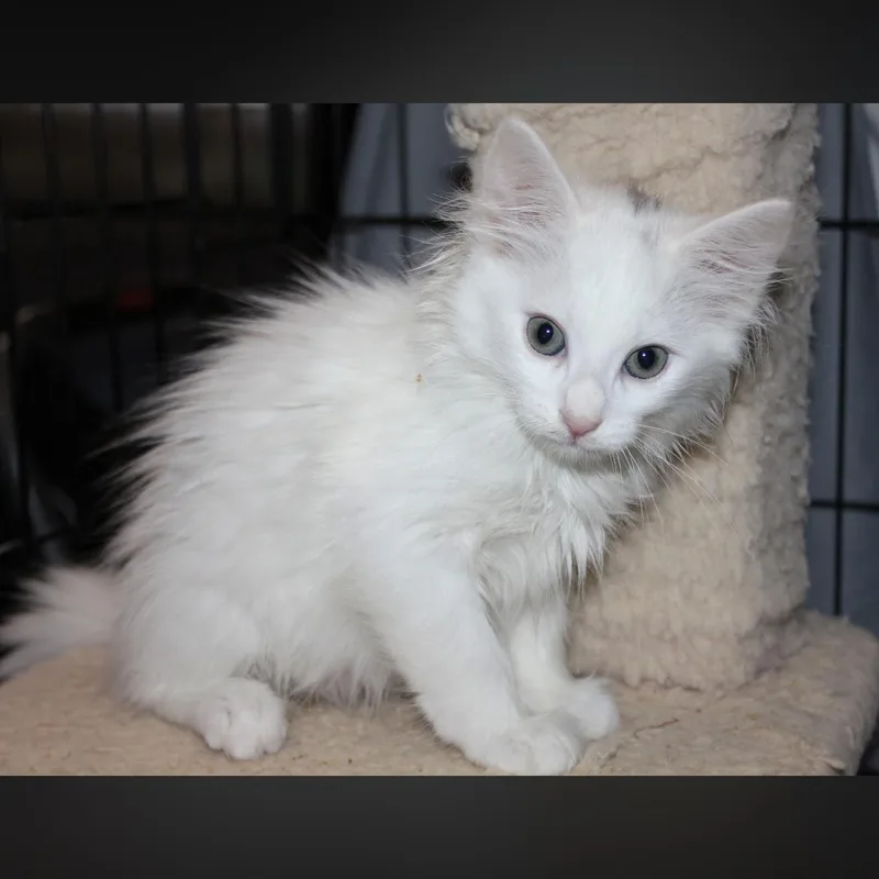 A baby large-sized male Maine Coon cat named Redford for adoption in Fresno, CA