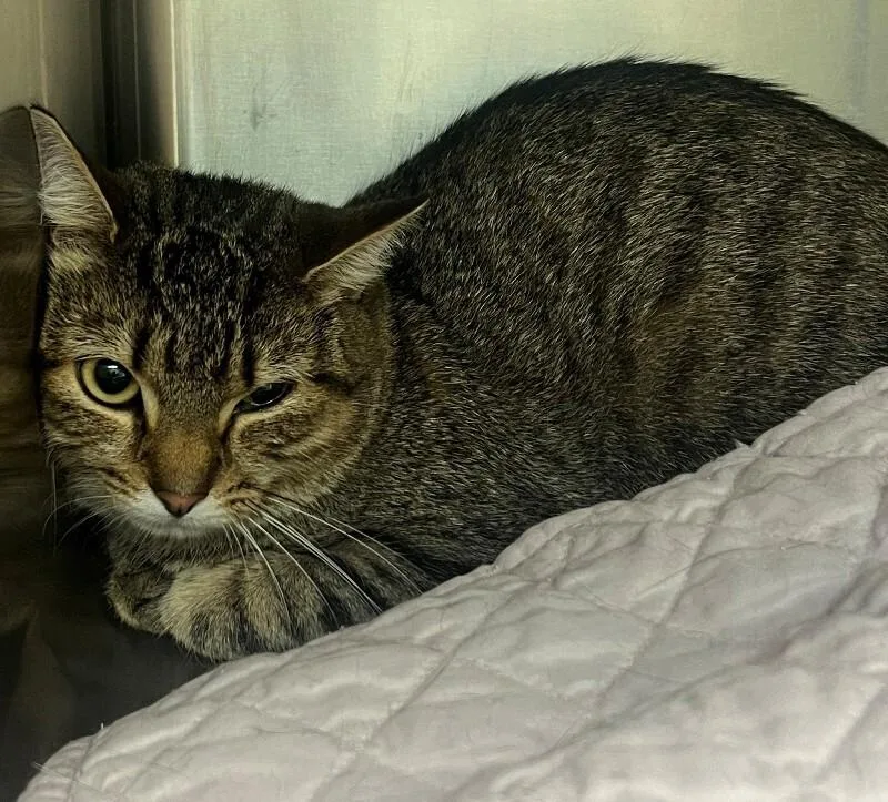 An adult medium-sized female Tabby (Brown / Chocolate) Domestic Short Hair cat named Daisy for adoption in Disputanta, VA