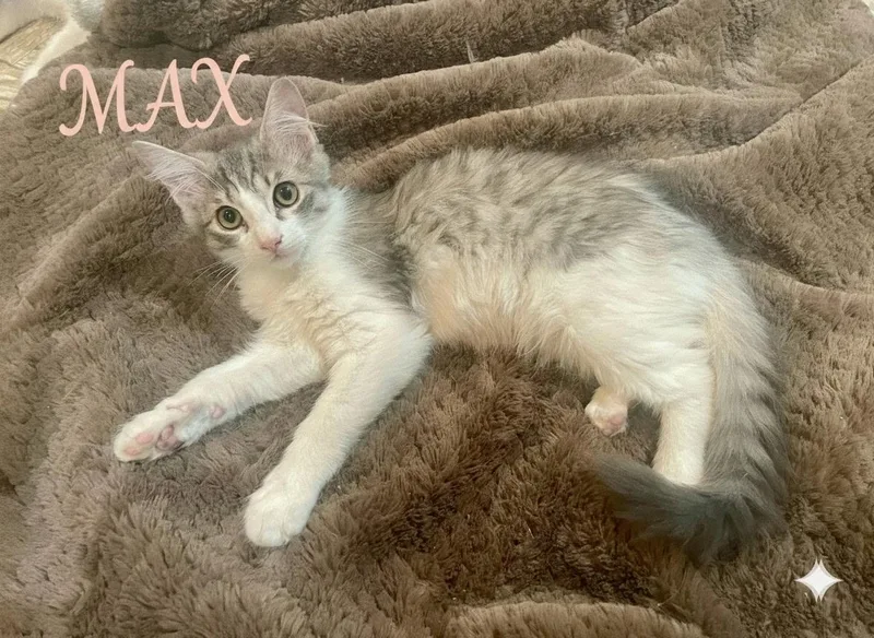 A baby medium-sized female Buff / Tan / Fawn Domestic Medium Hair cat named Max for adoption in New York, NY