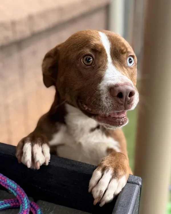 An adult medium-sized male Pit Bull Terrier dog named Bowie for adoption in Canton, GA