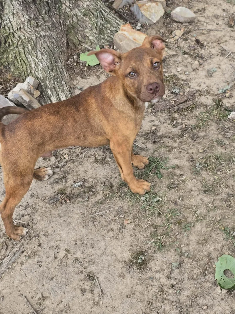 A young medium-sized male Brown / Chocolate Boxer dog named Tucker for adoption in Lonsdale, AR