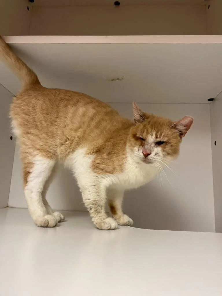 An adult medium-sized male Domestic Short Hair cat named Cat Condo for adoption in Greenville, TX