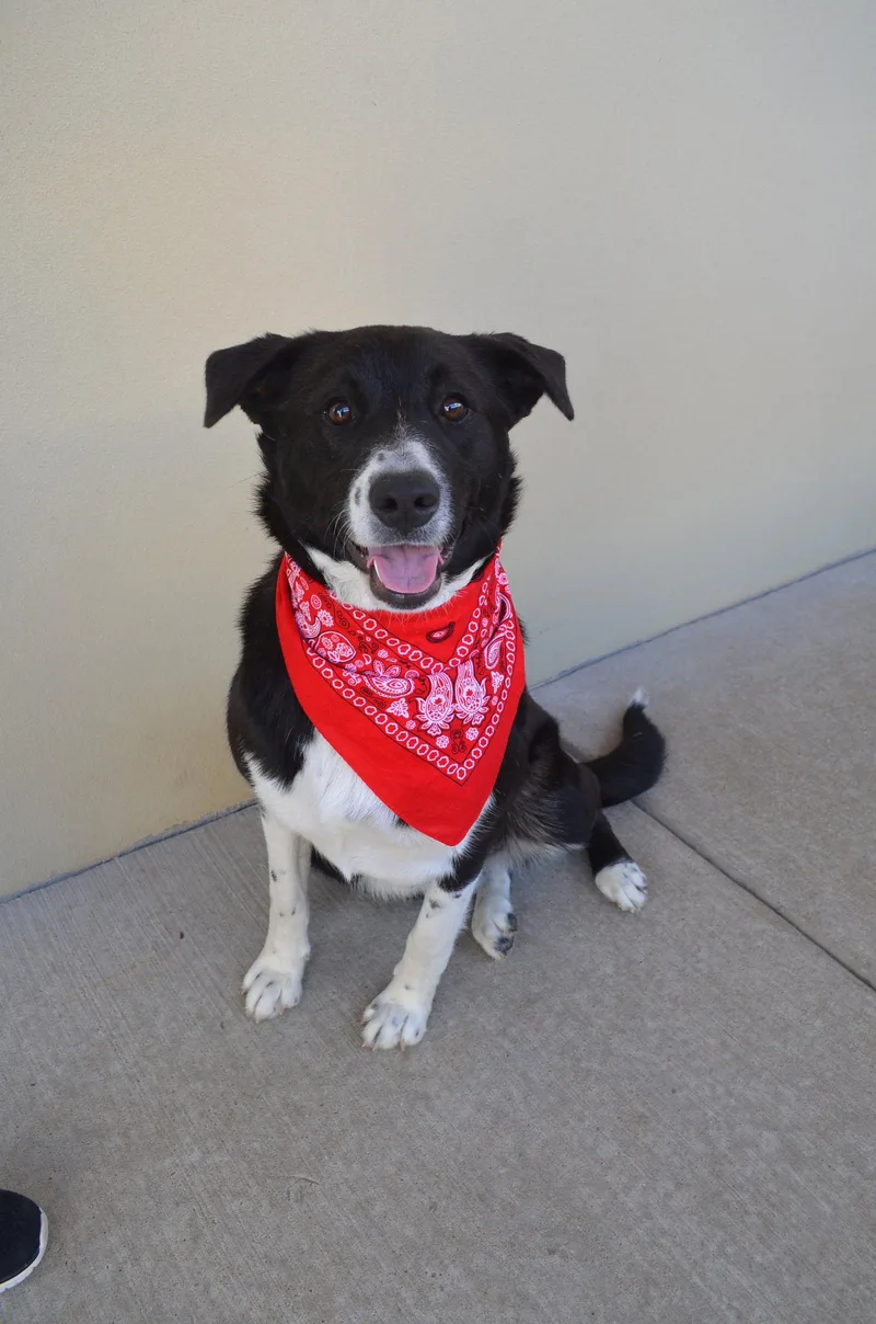 A young large-sized male Mixed Breed dog named Tootsie for adoption in McKinney, TX