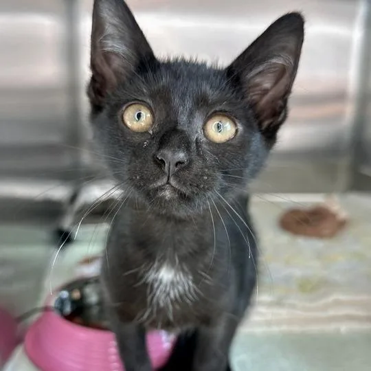 A baby small-sized female Black Domestic Short Hair cat named Dove for adoption in Matteson, IL