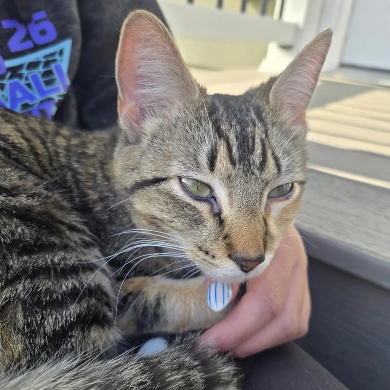 A young medium-sized female Brown / Chocolate Domestic Short Hair cat named Cocoa for adoption in Rochester, MN