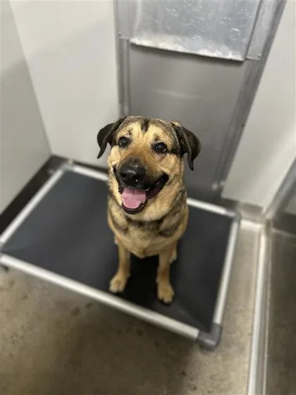 An adult large-sized male Mixed Breed dog named Champ for adoption in West Chester, PA