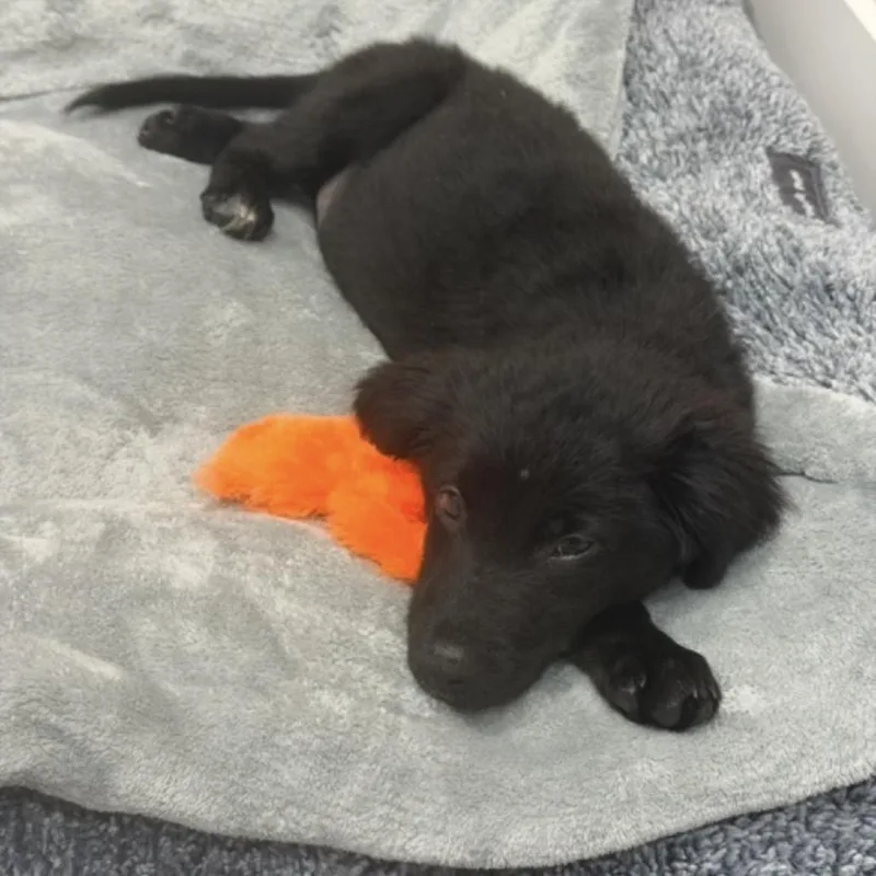 A baby small-sized male Black Mixed Breed dog named Nougat for adoption in Deerfield, IL