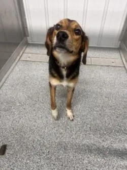 A young medium-sized male Beagle dog named Cody for adoption in bellefontaine, OH