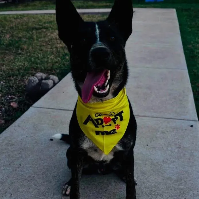 Ozzy