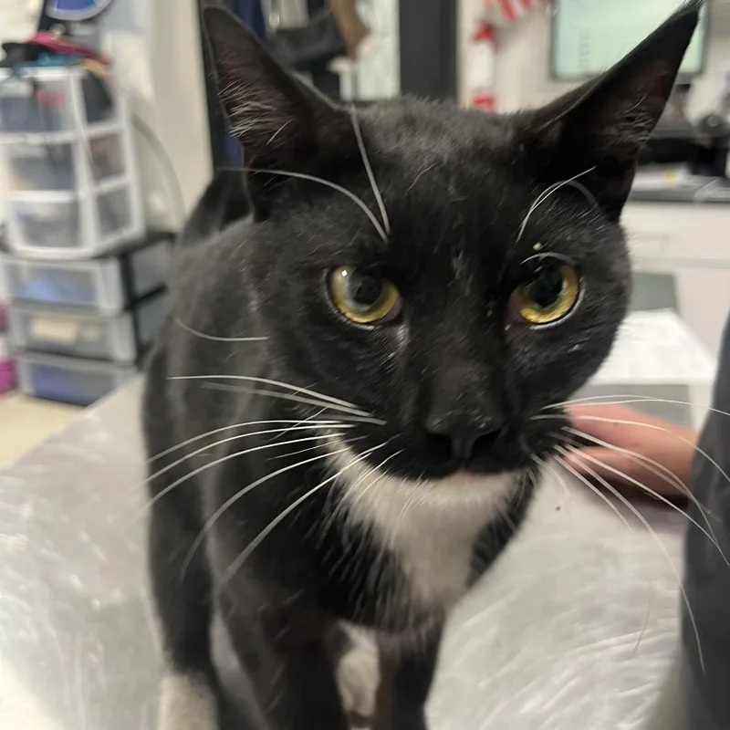 A young medium-sized male Black Domestic Short Hair cat named Dr Grey for adoption in Newark, NJ