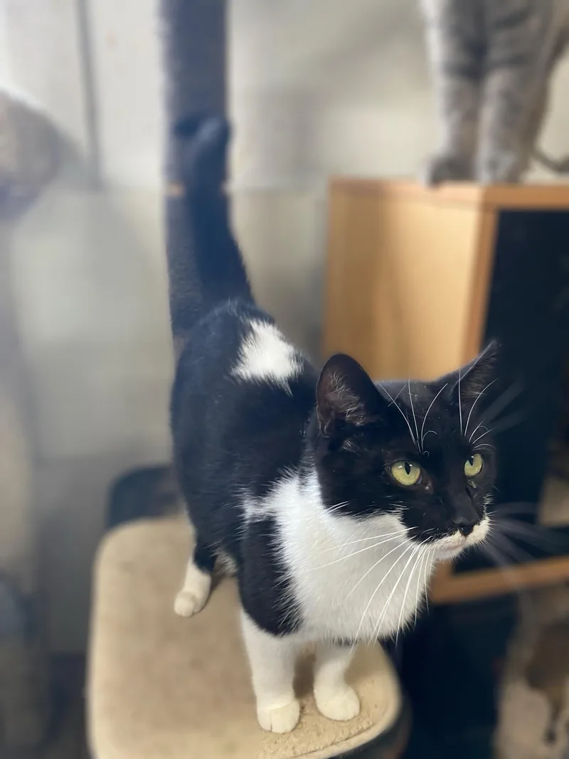 An adult medium-sized female Black & White / Tuxedo Domestic Short Hair cat named Chica for adoption in Marion, IN